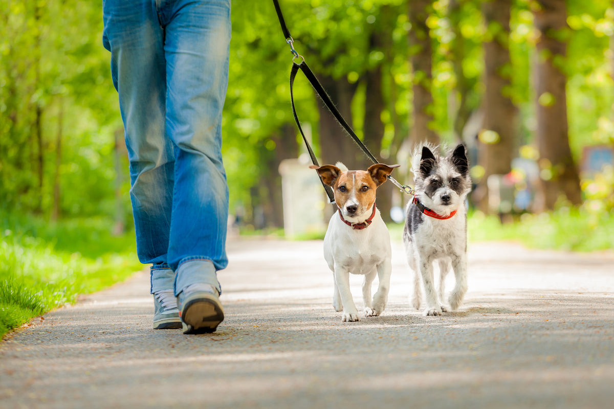 PETS: Traveling with Pets: A Practical Guide for Pet Owners Course