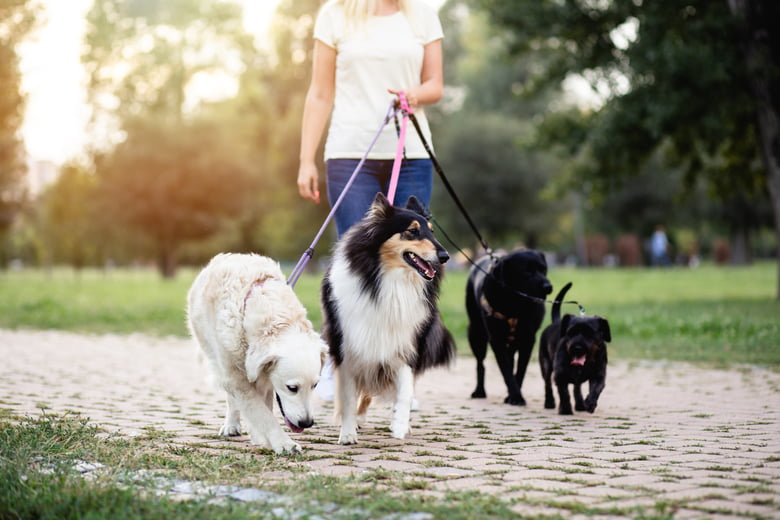 PETS: Traveling with Pets: A Practical Guide for Pet Owners Course