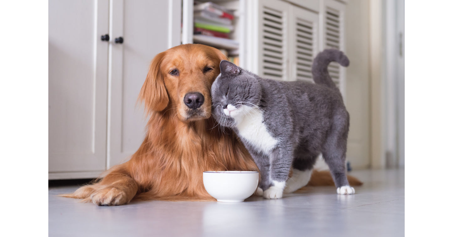 PETS: Traveling with Pets: A Practical Guide for Pet Owners Course