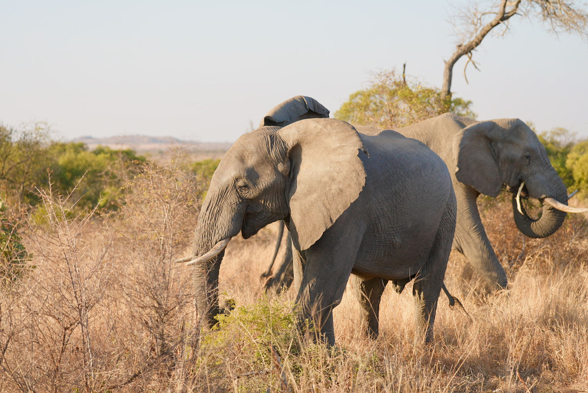 SOUTH AFRICA: From City Lights to Safari Nights