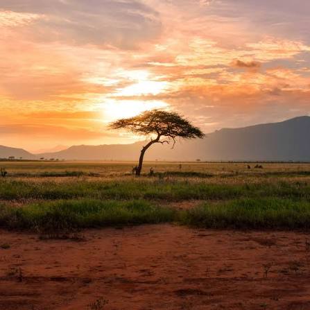 SOUTH AFRICA: From City Lights to Safari Nights