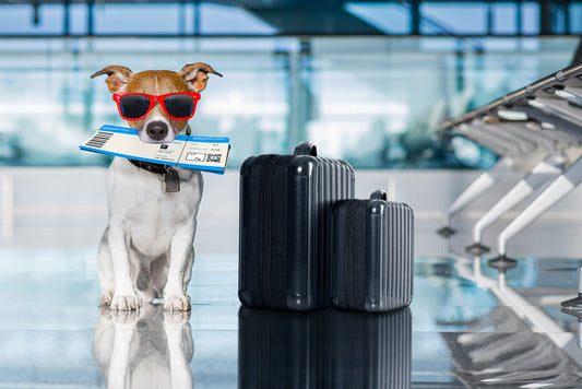 PETS: Traveling with Pets: A Practical Guide for Pet Owners Course
