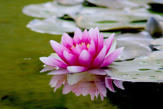 LIFESTYLE: Navigating Sensory Overload and Stress & Anxiety Course
