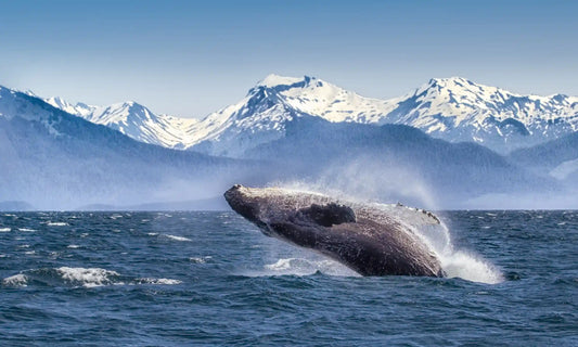 ALASKA:  A Complete Travel Experience for an Incredible Journey Course