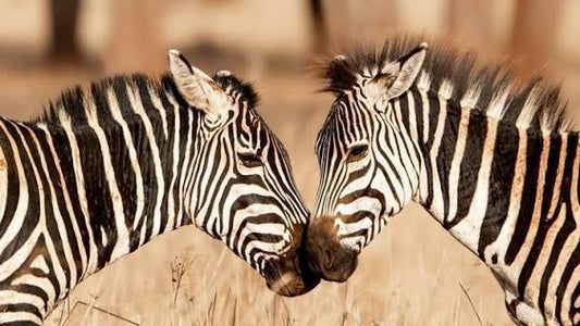 SOUTH AFRICA: From City Lights to Safari Nights